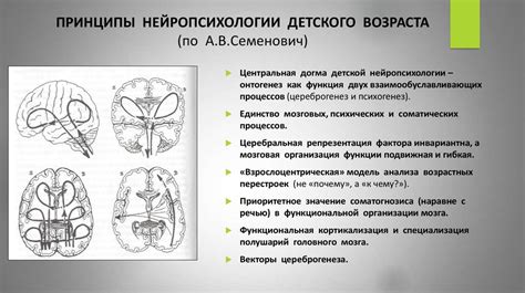 Введение в детскую нейропсихологию - презентация онлайн