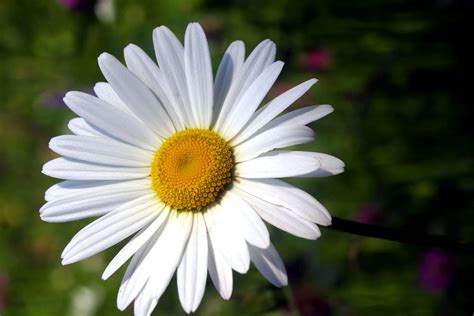 #8 Daisy | Urban Herbology