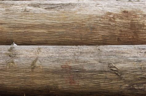 Кора дерева | Текстура коры дерева