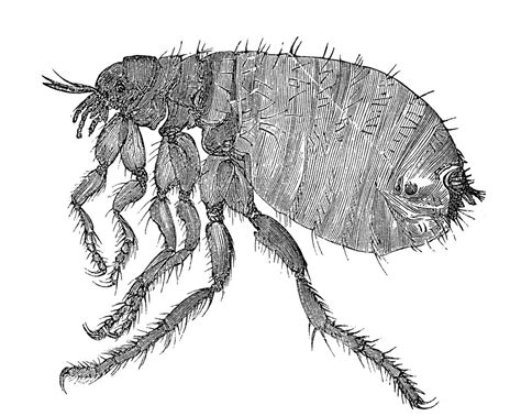 Flea Drawing At Getdrawings Free Download