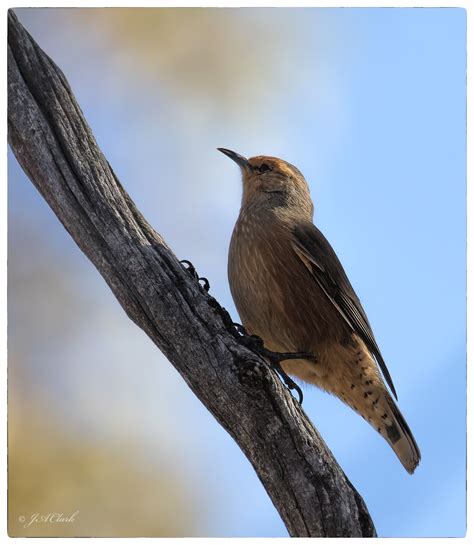 Flickrp2hhu5pn Rufous Treecreeperc8a8989w Dryandra