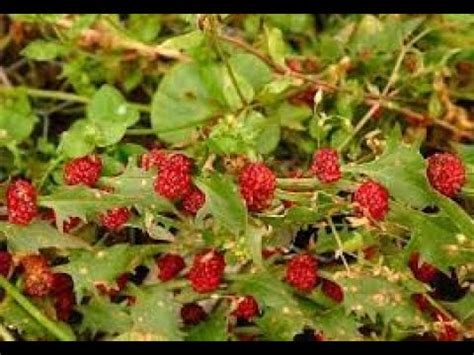 Земляничный #шпинат #Зигаденус #Garden flowers101 Декоративные растения ...