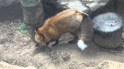 Red Fox At The Zoo Youtube