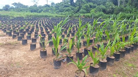 Palma aceitera el aumento de los cultivos en medio de conflictos por la tierra en América Latina