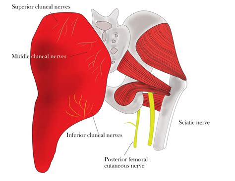 Does Cluneal Nerve Entrapment Really Cause Back Pain Massage