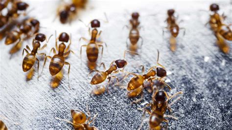 Fire ant rafts could inspire algorithms for robot swarms