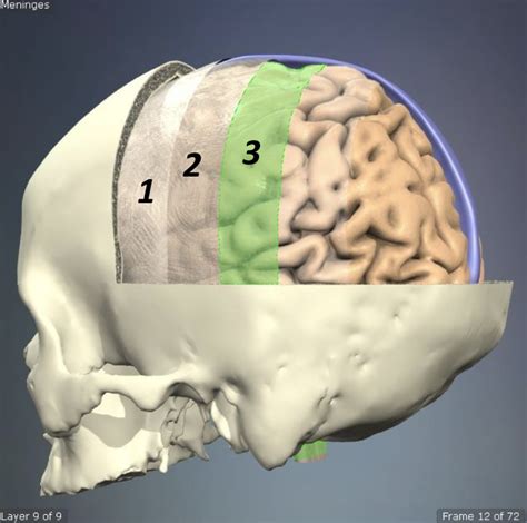 Meninges Anatomy 1 Diagram Quizlet