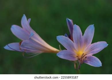 Colorful Blue Yellow Naked Lady Lily Stock Photo 2255893187 Shutterstock