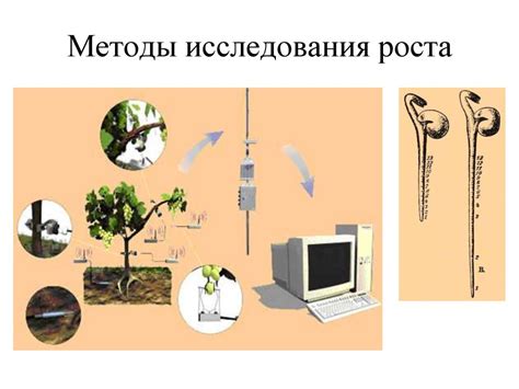 Рост растений - презентация онлайн