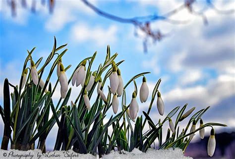 Frühling, Schneeglöckchen blühen schon im Februar. Kostenlose Bilder ...