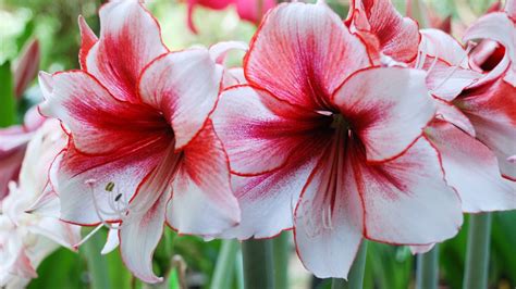 Amaryllis Plantation Entretien Soin Le Parisien