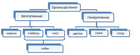 Вегетативные органы растений. Корень, стебель — что это, определение и ...