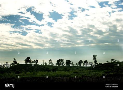Tea Plantation At A Rural Village In Bangladesh Stock Photo Alamy