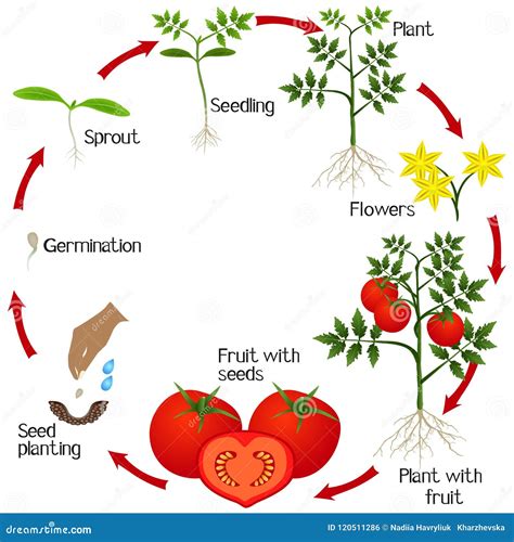 Cycle De Croissance D Une Plante De Tomate Sur Un Fond Blanc