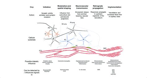 Schematic Summary Of The Neurovascular Coupling Cascade 46 The