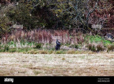 A Gun In Action During A Pheasant And Partridge Driven Shoot On An