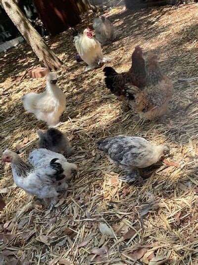 Identification Of Breed And Sex BackYard Chickens Learn How To Raise Chickens