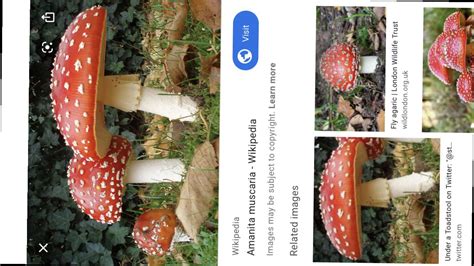 Mushroom So Hot R MushroomPorn