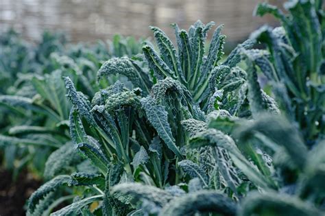 16 Grow Dinosaur Kale Roomiladeejay