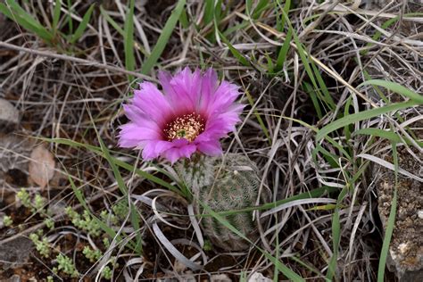 echinocereus reichenbachii subsp caespitosus usa texas jack