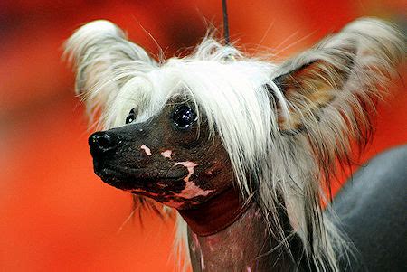 presurfer  weirdest dog breeds