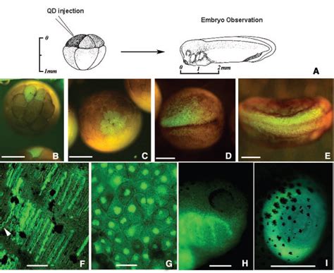 8 QDs labeling of Xenopus embryos at different stages and specific QD ...