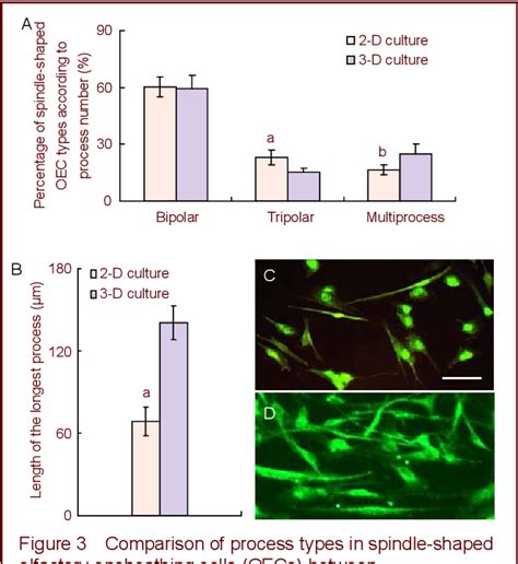 Figure From Morphological Properties And Proliferation Analysis Of