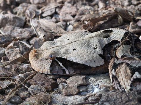 Gaboon Adder Bitis Gabonica The Picture Was Taken In Har Flickr