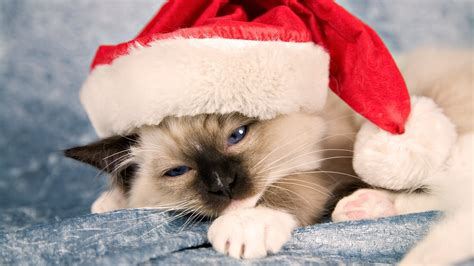 🔥 30 Grumpy Cat Wallpapers Hd Wallpapersafari