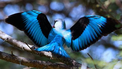 Blue Bird Wings