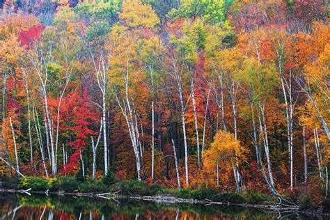 Autumn Print, Fall Foliage, Birch Tree Photo, Adirondack Autumn, Fine Art Print, Adirondack ...