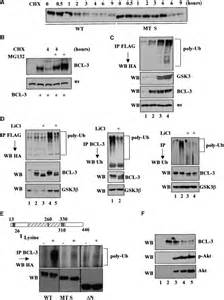 Gsk3 Mediated Bcl 3 Phosphorylation Modulates Its Degradation And Its