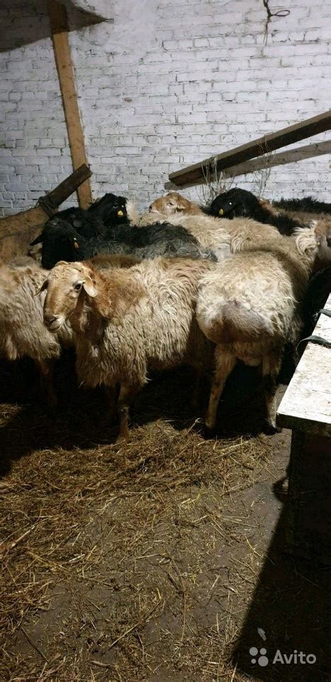 Бараны курдючные - Продажа живых баранов и овец. Баранина.