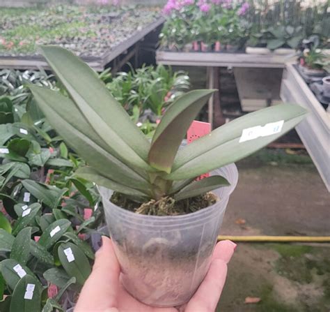 Orchidee Phalaenopsis Purple Gem Miki Leopard (FS) – OrchidGarden