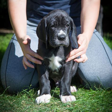 Nachkommen Colin - Deutsche Doggen vom Bentheimer Wald