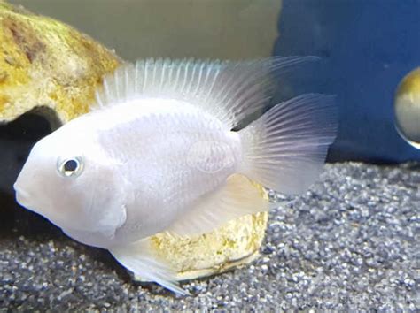 Parrot Fish And Polar Blue Parrot Fish In Nottingham Ng5 On Freeads