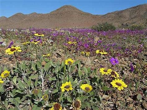 The Incredible Desert Flowers of Atacama