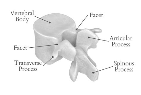 Vertebral Facet