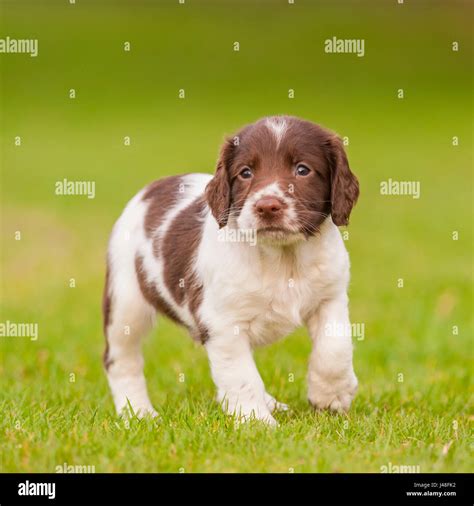 English Springer Spaniel Puppy Hi Res Stock Photography And Images Alamy