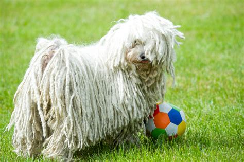 Puli: Charakter, Haltung & Pflege | zooplus Magazin