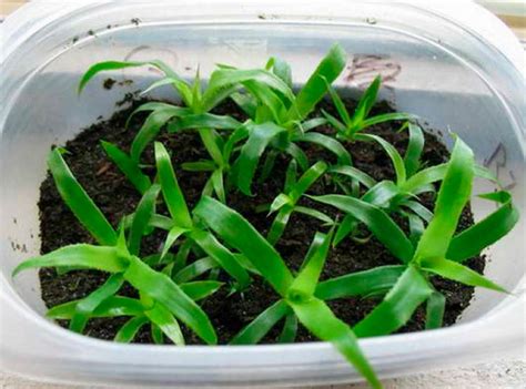 Бильбергия: уход в домашних условиях, пересадка и размножение