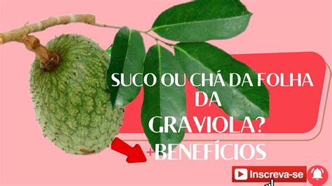 Suco Da Folha Da Graviola Chá Da Graviola Modo De Preparo E Seus