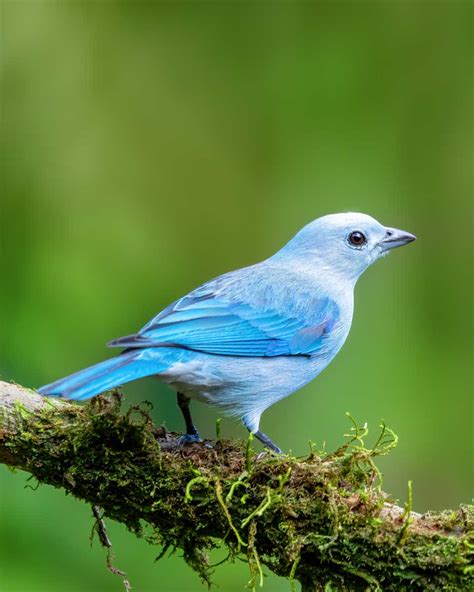 Best Bird Watching Tours In Monteverde Costa Rica Travel Life