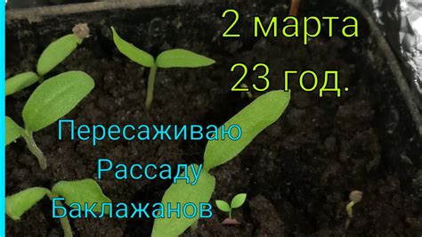 Пересадка рассады баклажанов. - YouTube