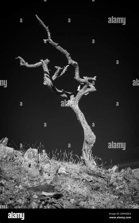 Dead thorn tree hi-res stock photography and images - Alamy