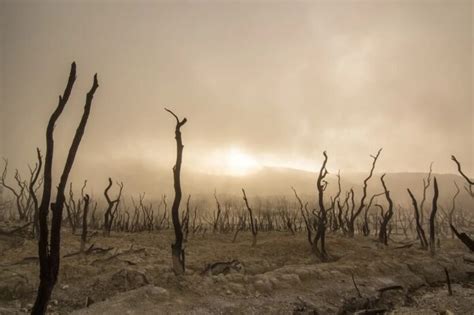 Restaurar Mil Millones De Hect Reas De Tierras Degradadas Ambientum