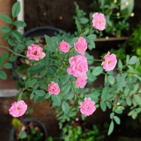 Produk Genki Toys | Shopee Indonesia