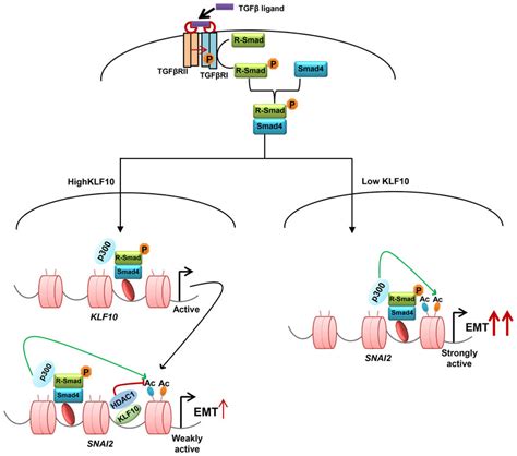 Proposed Model For The Mechanism Of Action Of Klf A In Response To