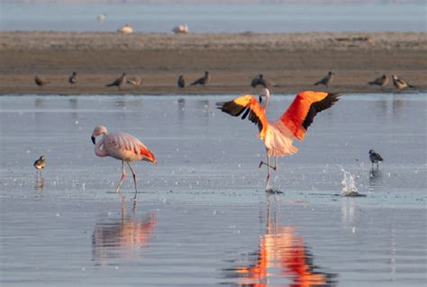 Por Qu Paracas Se Ha Convertido En Uno De Los Destinos Tur Sticos M S