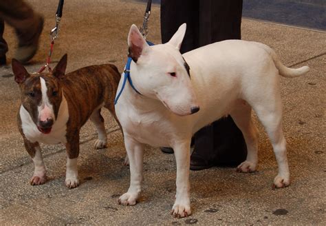 Normal And Miniature Bull Terriers My Doggy Rocks